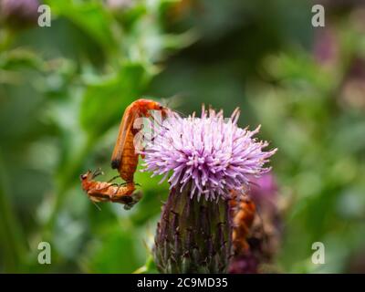 Rhagonycha fulva, gewöhnliche rote Soldatenkäfer, die sich auf einer Distel paaren, Juli, Cornwall, Großbritannien Stockfoto