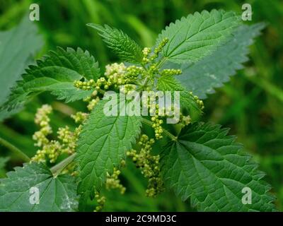 Urtica dioica, Brennnessel in Blüte, Juli, Cornwall, Großbritannien Stockfoto