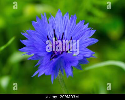 Centaurea cyanus, Kornblume, Juli, Cornwall, Großbritannien Stockfoto