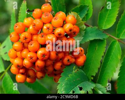 Sorbus aucuparia, Bergasche, Juli, Cornwall, Großbritannien Stockfoto