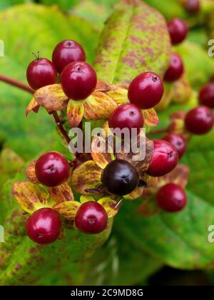 Hypericum androsaemum, tutsan, Juli, Cornwall, Großbritannien Stockfoto