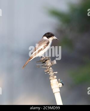 Ein grauer Butcherbird (Cracticus torquatus) auf einem Wasserhahn, Daly Waters, Northern Territory, NT, Australien Stockfoto