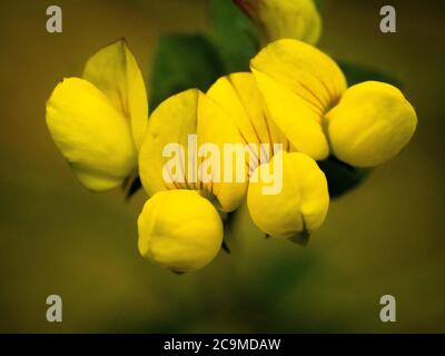 Lotus corniculatus, gewöhnlicher Vogel-Fuß-Trefoil, Cornwall, Großbritannien Juli Stockfoto