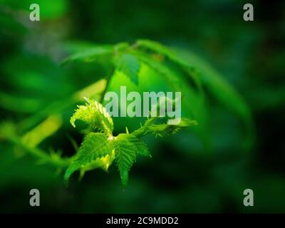 Frische neue Blätter auf einem Bramblestrauch, Cornwall, UK Juli. Stockfoto