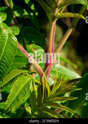 Rhus typhina, Hirschhornsumach, Cornwall, UK Juli Stockfoto