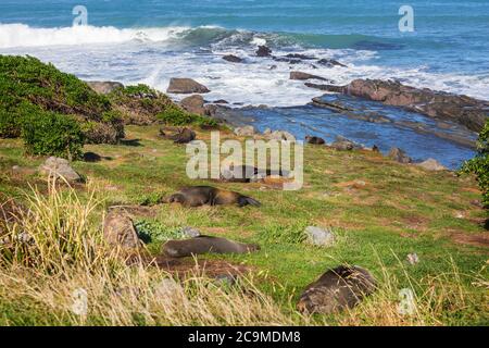 Ziemlich entspannende Robbe am Strand, Neuseeland Stockfoto