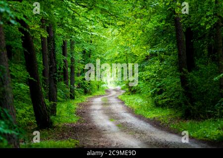 Weg durch schattigen Sommerwald Stockfoto