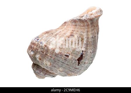 Rapana ein Meerhackleschell, ein malyuska Meernahrung auf weißem Hintergrund. Stockfoto