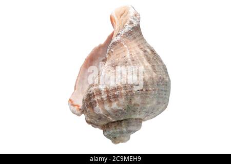 Rapana ein Meerhackleschell, ein malyuska Meernahrung auf weißem Hintergrund. Stockfoto