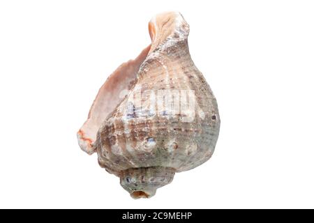Rapana ein Meerhackleschell, ein malyuska Meernahrung auf weißem Hintergrund. Stockfoto