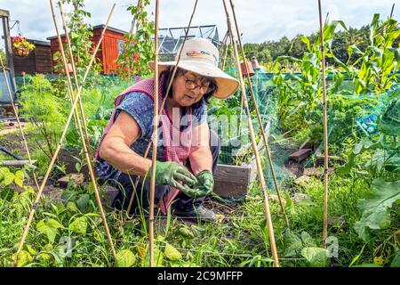 Thelma Cagle prüft die Läuferbohnen auf ihrem Zuteilung, Eglinton Growers, Kilwinning, Ayrshire, Schottland, Großbritannien Stockfoto