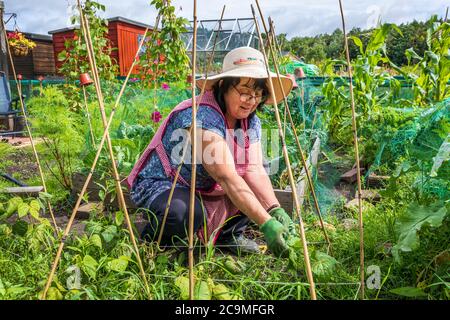 Thelma Cagle prüft die Läuferbohnen auf ihrem Zuteilung, Eglinton Growers, Kilwinning, Ayrshire, Schottland, Großbritannien Stockfoto