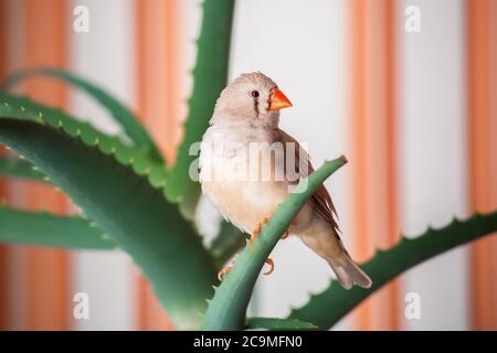 zebrafink, der Vogel sitzt auf einem Aloe-Ast. Stockfoto