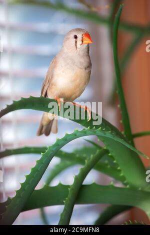 zebrafink, der Vogel sitzt auf einem Aloe-Ast. Stockfoto
