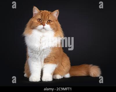 Liebenswert rot mit weißen britischen Langhaar Katze, sitzt nach vorne. Blick auf die Kamera mit großen orangefarbenen Augen. Isoliert auf schwarzem Hintergrund. Stockfoto