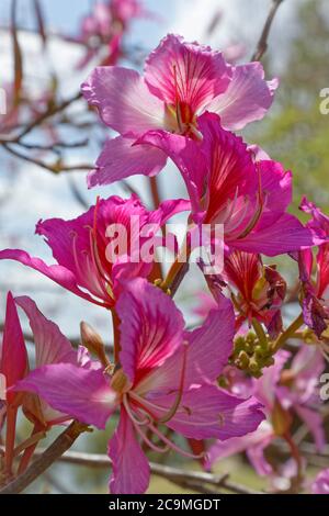 Rosa Blüten von Bauhinia Blakeana gemeinhin als Hong Kong Orchideenbaum. Stockfoto