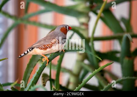 zebrafink, der Tiervogel sitzt auf einem Aloe-Ast. Stockfoto
