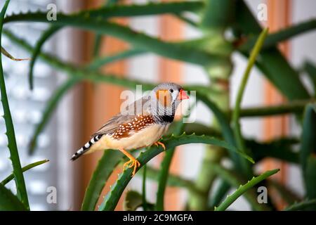 Der männliche Zebrafink sitzt auf einem Ast und beobachtet sorgfältig die Ordnung. Stockfoto