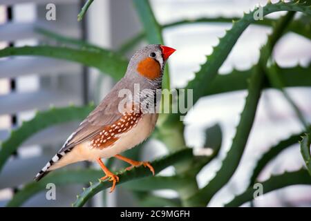 zebrafink, der Tiervogel sitzt auf einem Aloe-Ast. Stockfoto