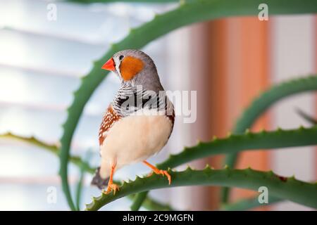 zebrafink, der Tiervogel sitzt auf einem Aloe-Ast. Stockfoto