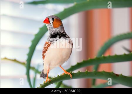 zebrafink, der Tiervogel sitzt auf einem Aloe-Ast. Stockfoto