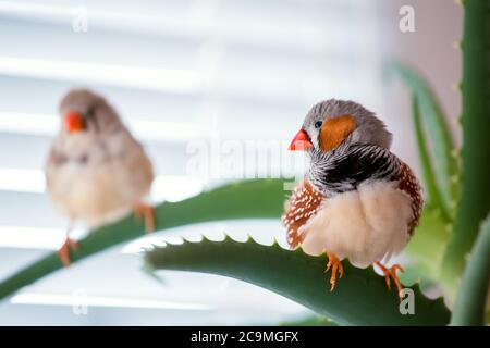 zebrafink, der Tiervogel sitzt auf einem Aloe-Ast. Stockfoto
