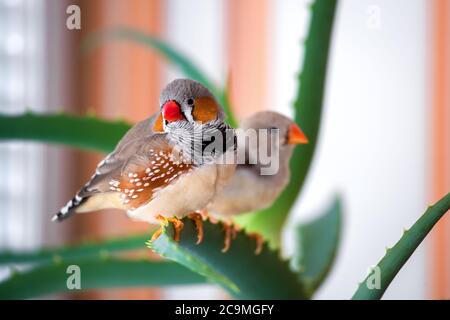 Ein Paar Zebra-Hornvögel sitzen auf dem Aloe-Ast und schauen in den Rahmen, Nahaufnahme Haustiere drinnen. Stockfoto