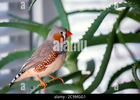 zebrafink, der Tiervogel sitzt auf einem Aloe-Ast. Stockfoto
