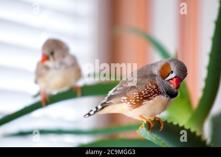 Ein Paar Zebrafinken sitzt auf verschiedenen Zweigen der Pflanze, das Männchen im Vordergrund und das Weibchen im Hintergrund im Bokeh. Stockfoto