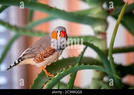 zebrafink, der Tiervogel sitzt auf einem Aloe-Ast. Stockfoto