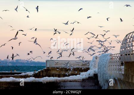 Möwen fliegen in der Luft über das Meer vor dem Hintergrund des Himmels. Stockfoto