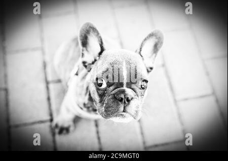 Schwarz-Weiß-Porträt einer französischen Bulldogge Stockfoto