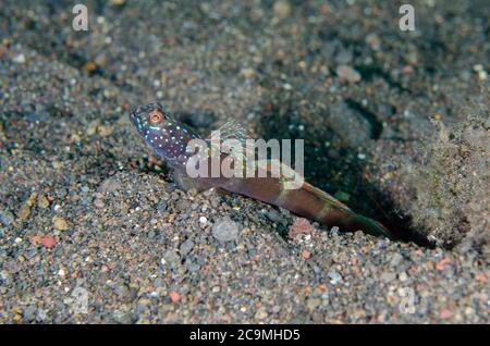 Breitbarred Shrimpgoby, Amblyeleotris latifasciata, mit Flosse erweitert durch Loch auf Sand, Amed Beach Tauchplatz, Amed, Bali, Indonesien, Indischer Ozean Stockfoto