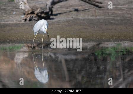 Der große Reiher oder Ardea alba hält eine Schlange im Schnabel. Weißreiher Vogel in der wilden Natur jagt nach Beute. Stockfoto