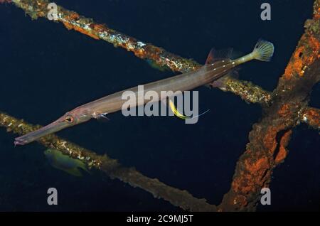 Chinesischer Trompetenfisch, Aulostomus chinensis, auf Wrack mit saubereren Wrassen, Tulamben, Bali Stockfoto