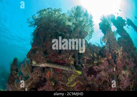 Chinesischer Trompetenfisch, Aulostomus chinensis, mit Sonne im Hintergrund, japanischer Wrack Tauchplatz, Amed, Bali, Indonesien, Indischer Ozean Stockfoto