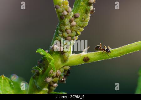 Kolonie von Blattläusen und Ameisen auf Gartenpflanzen Stockfoto