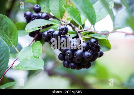 Nahaufnahme der schwarzen Apfelbeere, Aronia am Ast, in der Natur. Stockfoto