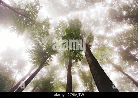 Baumwipfel im Wald mit frühmorgendem Nebel. Stockfoto