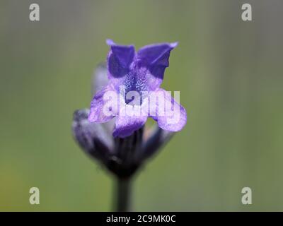 Lavendel Blume Nahaufnahme Stockfoto