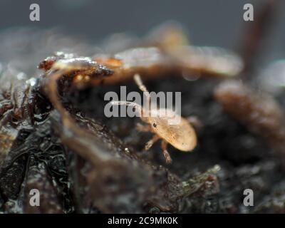Winzige Bodenmilbe (lebend und aktiv) unter dem Mikroskop Stockfoto