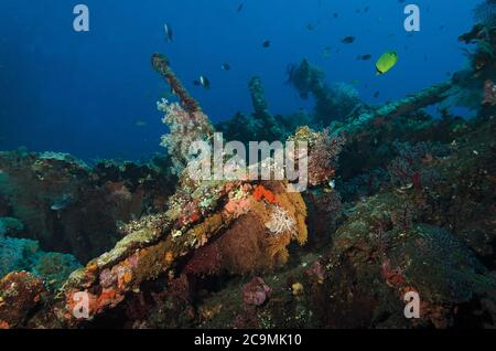 Korallenwachstum auf Liberty Wrack, Tulamben, Bali Stockfoto