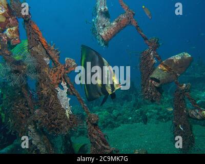 Shaded Batfish, Platax pinnatus, in Entwicklung von künstlichen Riff, Tulamben, Bali Stockfoto