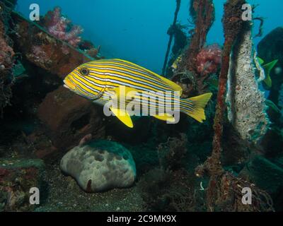 Rippboned Sweetlips, Plectorhinchus polytaenia, am künstlichen Riff, Tulamben, Bali Stockfoto