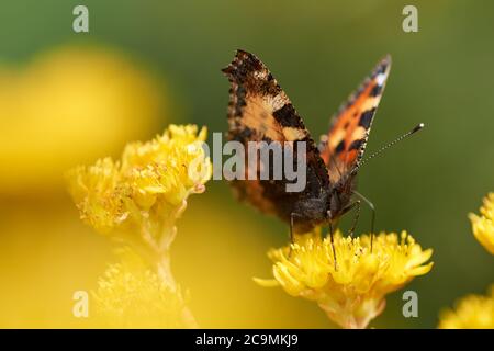 Heller, schöner Schmetterling mit Augen auf den Flügeln auf einer gelben Blume Stockfoto