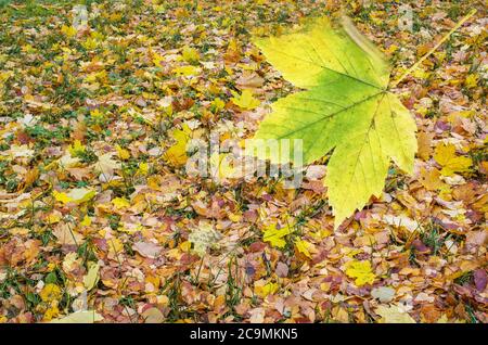 Bunte Umrundung der Herbstblätter. Fallende Herbst Ahornblätter liegen auf dem Boden. Bunte Ahornblätter. Ahorn Blätter Hintergrund Stockfoto