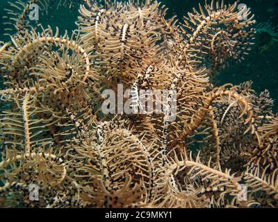 Seeliliengarnelen, Periclemenes ambionensis, getarnt auf einem Federstern, Bali Indonesien Stockfoto