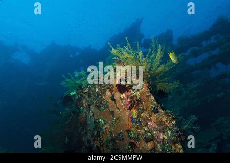 Korallenwachstum auf Liberty Wrack, Tulamben, Bali Stockfoto