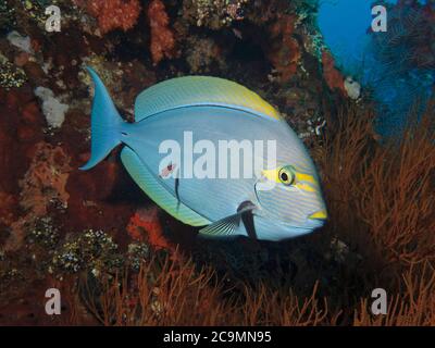 Gelbflossen-Seeteufel, Acanthurus xanthopterus, auf Liberty Wrack, Tulamben, Bali Stockfoto