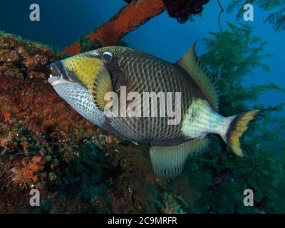 Titantriggerfish, Balistoides viridescens, auf Liberty Wrack, Bali Stockfoto